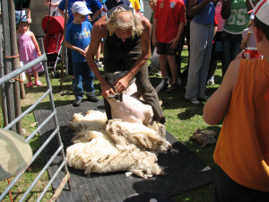 Sheep Shearing