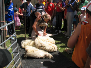 Sheep Shearing