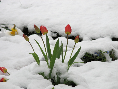 Tulips