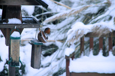 Robin